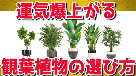 風水 東南|東南の風水と観葉植物！縁結びの運気が上がる